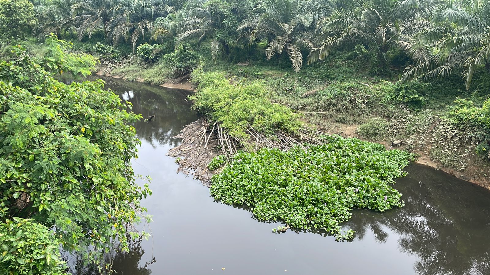 Apel Green Aceh Minta Usut Tuntas Kasus Dugaan Pencemaran Sungai Krueng Trang